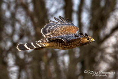 Red Shoulder Hawk In Flight 26249