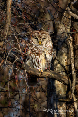 Barred Owl 26359