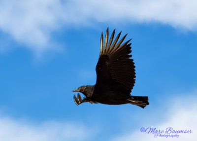 Black Vulture 27211