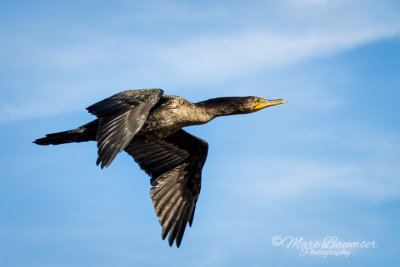 Double-Crested Cormorant 27427