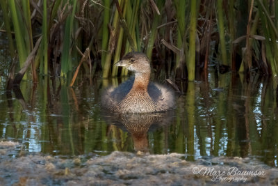 Pied-billed Grebe