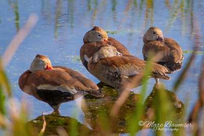 Black-bellied Whistling Duck 6863