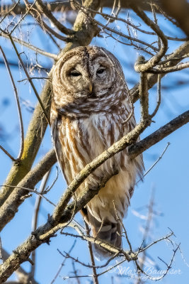 Barred Owl 28262