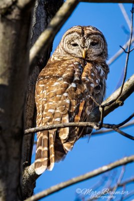 Barred Owl 28222