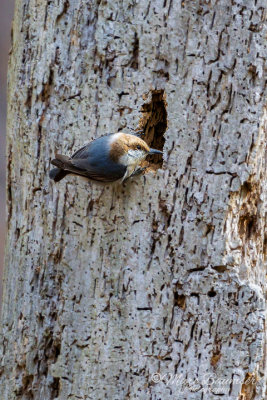 Brown Headed Nuthatch 28385