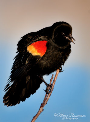 Red-Winged Blackbird 29534