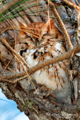 Eastern Screech Owl (Rusty) 29668