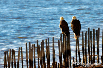 Two Bald Eagles 29712