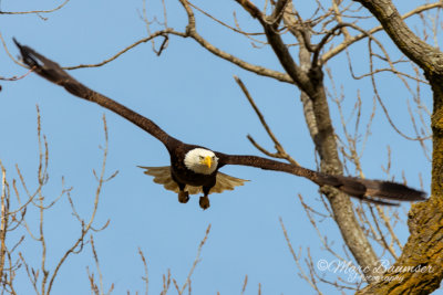 Bald Eagle 29922