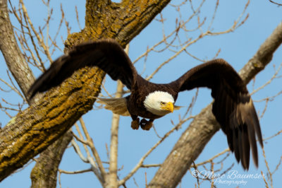 Bald Eagle 29925