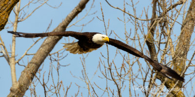 Bald Eagle 29926