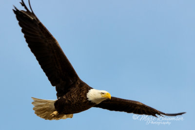 Bald Eagle 29931