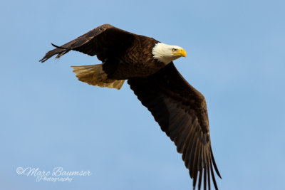 Bald Eagle 29932