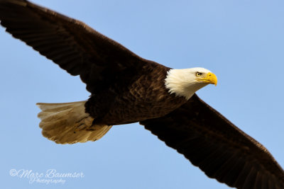 Bald Eagle 29934