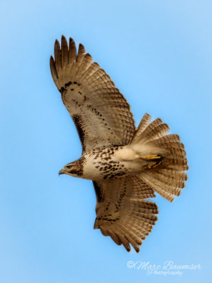 Red Tailed Hawk 30016