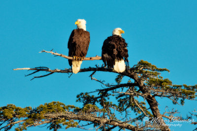 Hoopers Island Bald Eagles 030228