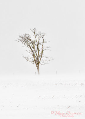 Winter Tree 31764