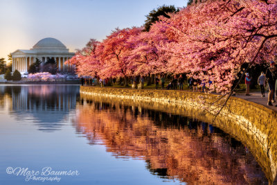 D.C. Cherry Blossoms 32378