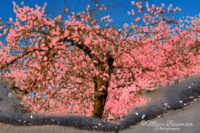 Reflected Cherry Tree 32352