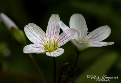 Spring Beauties 33588