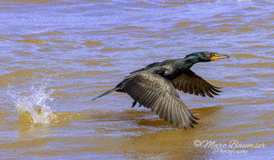  Double-crested Cormorant 33526