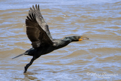  Double-crested Cormorant 33530