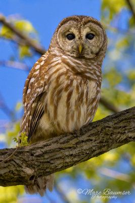Barred Owl 35023