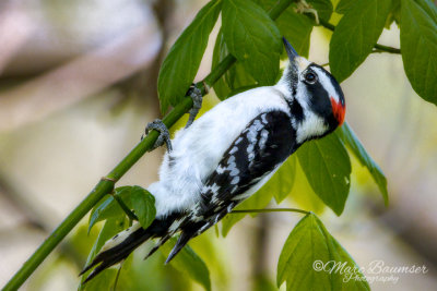 Downy Woodpecker 34931
