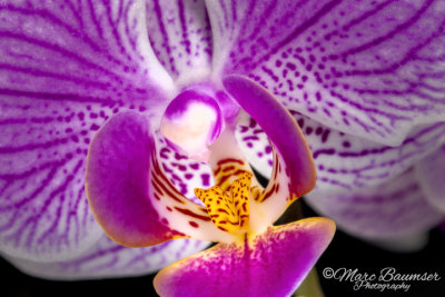 Orchid 35269