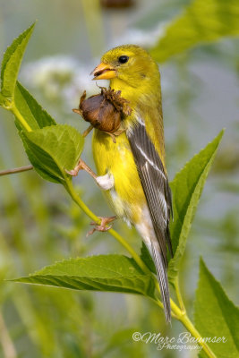 American Goldfinch 36097