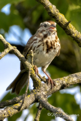 Song Sparrow 36336