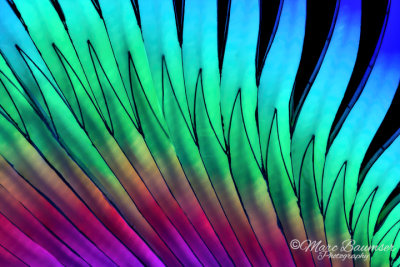 Feathers 36703