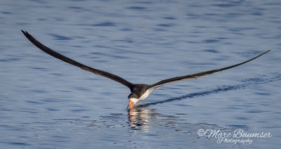 Black Skimmer 39299