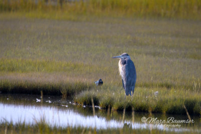 Great Blue Heron 39332