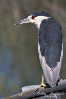 Black-Crowned Night Heron 39585