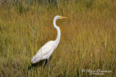 Great White Egret 39562