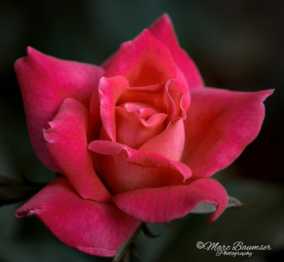 Rose Is A Rose 41999