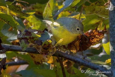 Nashville Warbler 043619