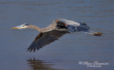 Bombay Hook NWR, DE