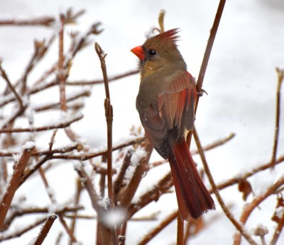 Female Cardinal in today's snow