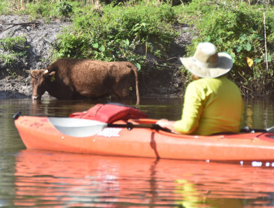 Orange River wildlife!