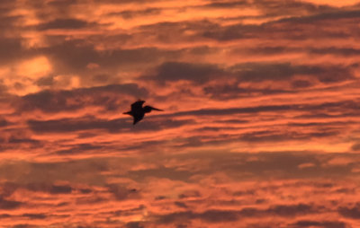 Pelican in the Fort Myers Sunset
