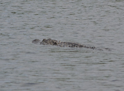 Kayaking with a gator