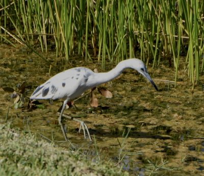 Little Blue Heron (molting stage)