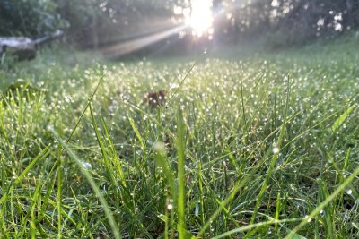 Dew on the Grass at Sunrise