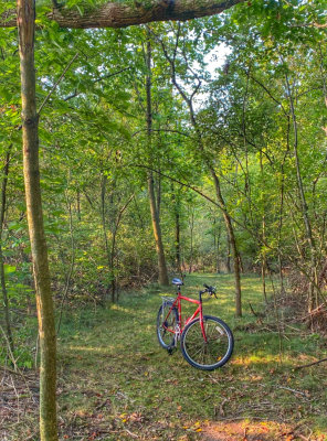 Bike Ride in our Woods