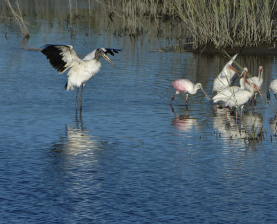 Wood Stork, Rosetta Spoonbill and Ibis at Huntington Beach State Park