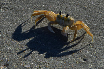 Crab and his shadow
