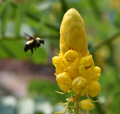 Bee and Bloom at Brookgreen Gardens, South Carolina