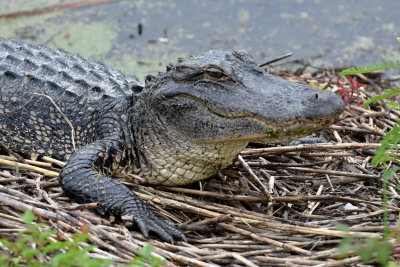 A gator along the bike path